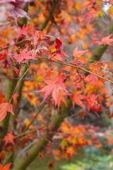 オレンジ色の紅葉