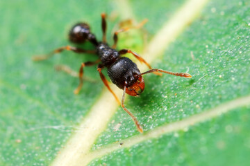 Aphids in the wild, North China