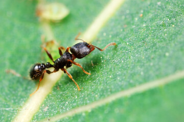 Aphids in the wild, North China