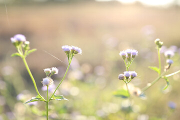 Vernonia Cinerea Less. poaceae grass flower