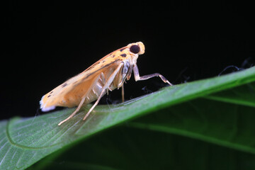 Lepidoptera insects in the wild, North China