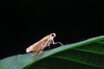 Lepidoptera insects in the wild, North China