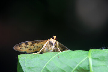 Lepidoptera insects in the wild, North China