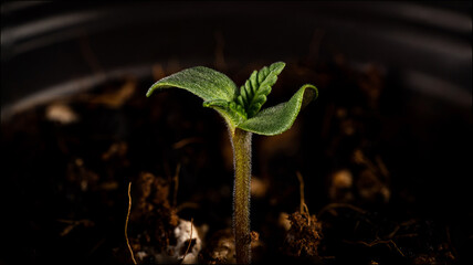 sprout of a plant