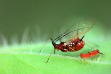 Aphids in the wild, North China