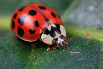 Fototapeta premium Ladybugs on wild plants, North China