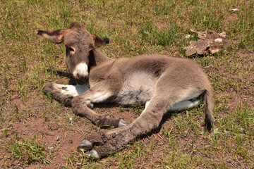 Naklejka na ściany i meble Very Sweet Resting Baby Donkey on a Hot Day