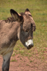 Fototapeta premium Adorable Brown Baby Burro Up Close and Personal