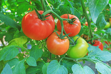 Ripe tomatoes are on the farm, North China