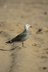 Heermann's Gull adult in flight taken in southern California