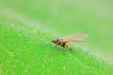 Flies on wild plants, North China