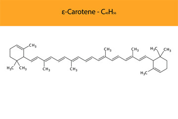 ε Epsilon Carotene Skeletal structure and molecular formula. Organic biomolecule, isolated vector illustration