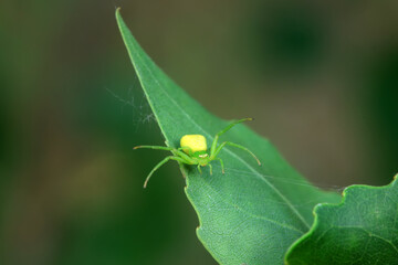 Spiders in the wild, North China