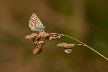 Himmelblauer Bläuling und Gemeine Heideschnecke