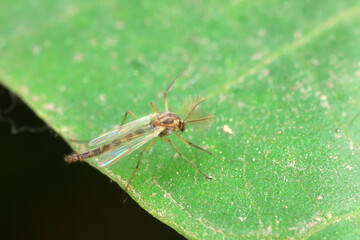 mosquito insect in the wild, North China