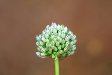 Flowers of wild garlic, North China
