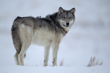 Gray Wolf in snow taken in Yellowstone NP