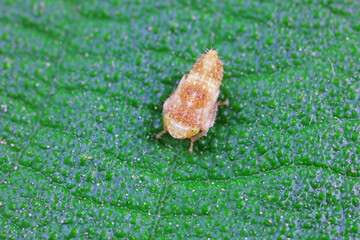 Leaf cicada on wild plants, North China