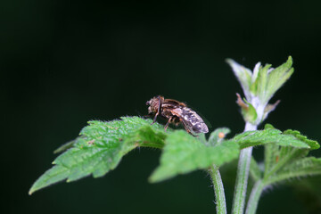 Aphid eating flies in the wild, North China