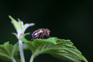 Aphid eating flies in the wild, North China