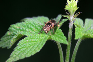 Aphid eating flies in the wild, North China