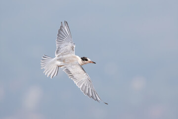 Common Tern juvenile taken in northern MN