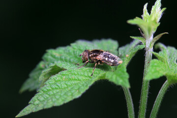 Aphid eating flies in the wild, North China