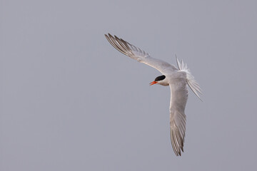 Common Tern adult taken in northern MN