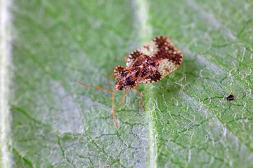 Hemiptera bugs in the wild, North China