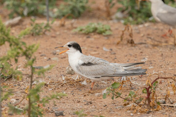 Common Tern juvenile taken in Duluth MN in the wild
