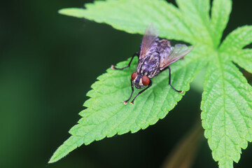 Flies on wild plants, North China