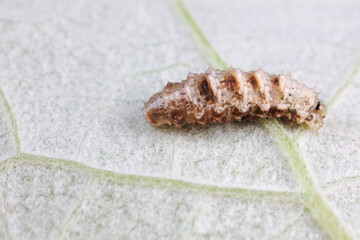 Flies on wild plants, North China