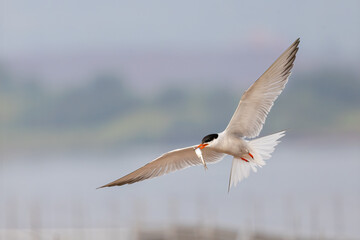 Common Tern adult taken in northern MN