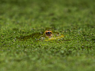 Frosch versteckt im Wasser