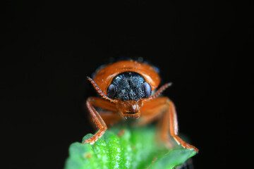 Leaf beetle on wild plants, North China