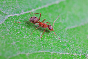Ants in the wild, North China