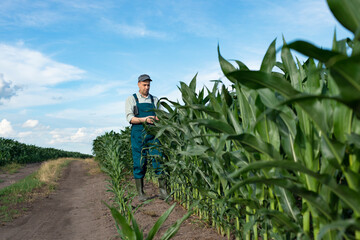 Caucasian male Farmer in overalls and rubber boots with tablet pc inspect corn stalks at field