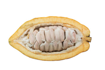 Fresh cocoa fruits isolated on white background