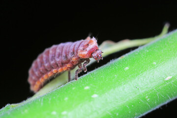 Ladybugs on wild plants, North China