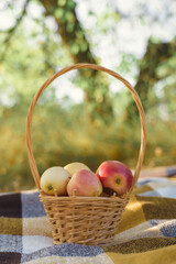 A basket with apples on the background of an apple tree trunk, the concept of harvesting