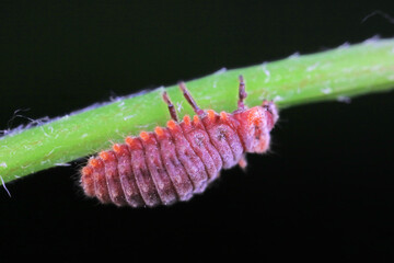 Ladybugs on wild plants, North China