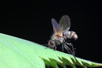 Flies on wild plants, North China