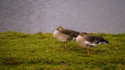 Schlafende Graugänse