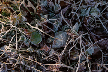 Frosted dry autumn leaves. Brown november leaves under frost.