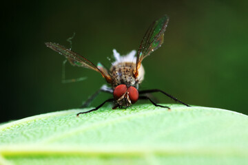 Fototapeta na wymiar Flies on wild plants, North China