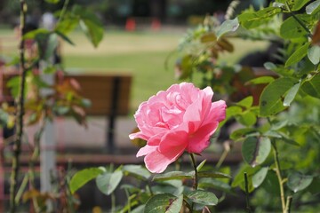 ピンクのバラの花