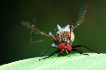 Flies on wild plants, North China