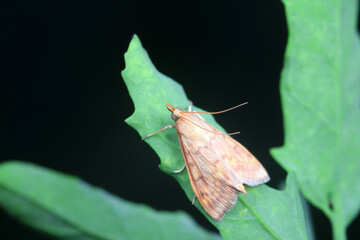 Lepidoptera insects in the wild, North China