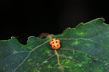 Ladybugs on wild plants, North China
