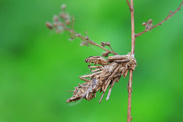 Hemiptera bugs in the wild, North China